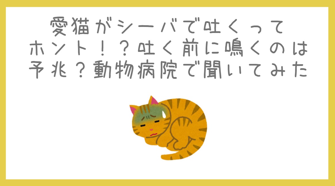 愛猫がシーバで吐くってホント 吐く前に鳴くのは予兆 動物病院で聞いてみた 夕やけニャンニャン